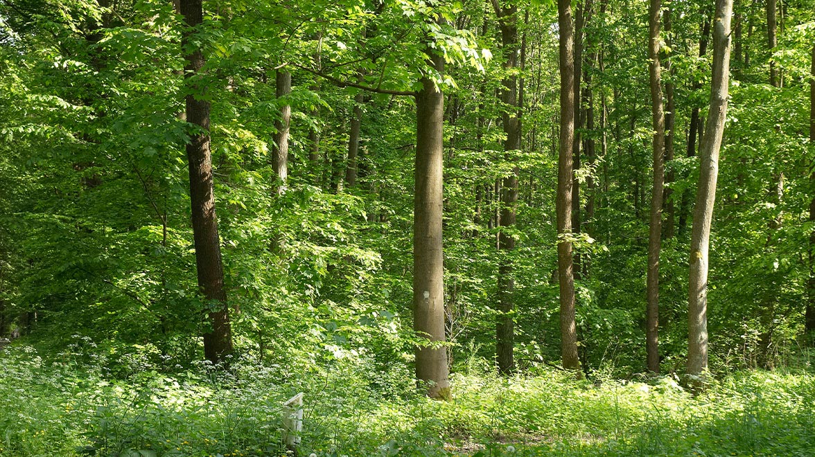 Mischwald, © Grünflächenamt Stadt Frankfurt am Main Mischwald, © Grünflächenamt Stadt Frankfurt am Main